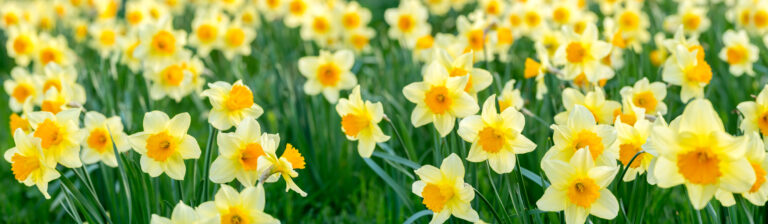 The Logistics of Daffodils